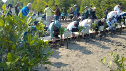 Hari Mangrove Sedunia Tahun 2026, Mitra Bentala Dorong Terbitnya Peraturan Desa Lindungi Hutan Mangrove