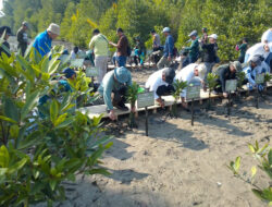 Hari Mangrove Sedunia Tahun 2026, Mitra Bentala Dorong Terbitnya Peraturan Desa Lindungi Hutan Mangrove